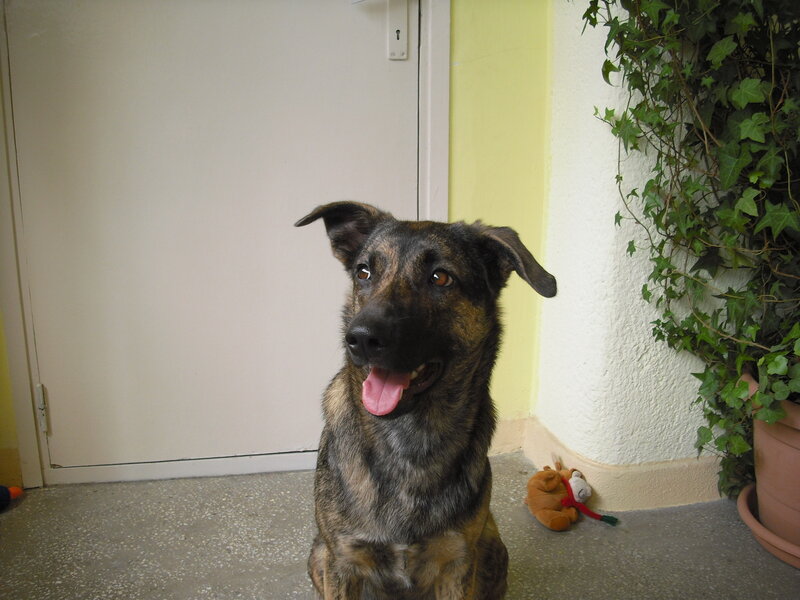 dog sitting by a door