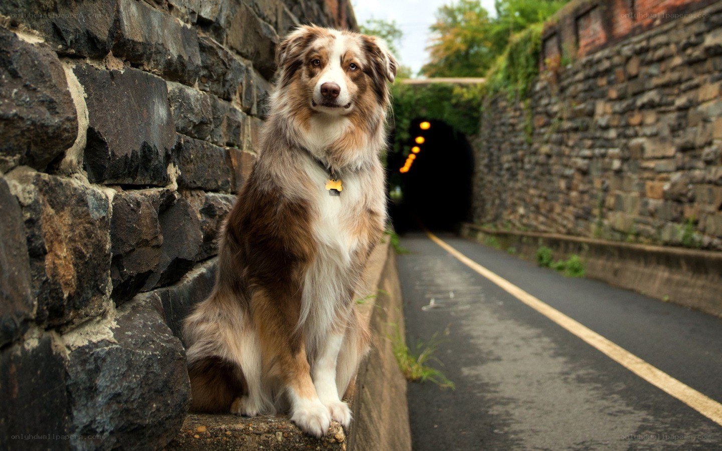 dog sitting by a tunnel
