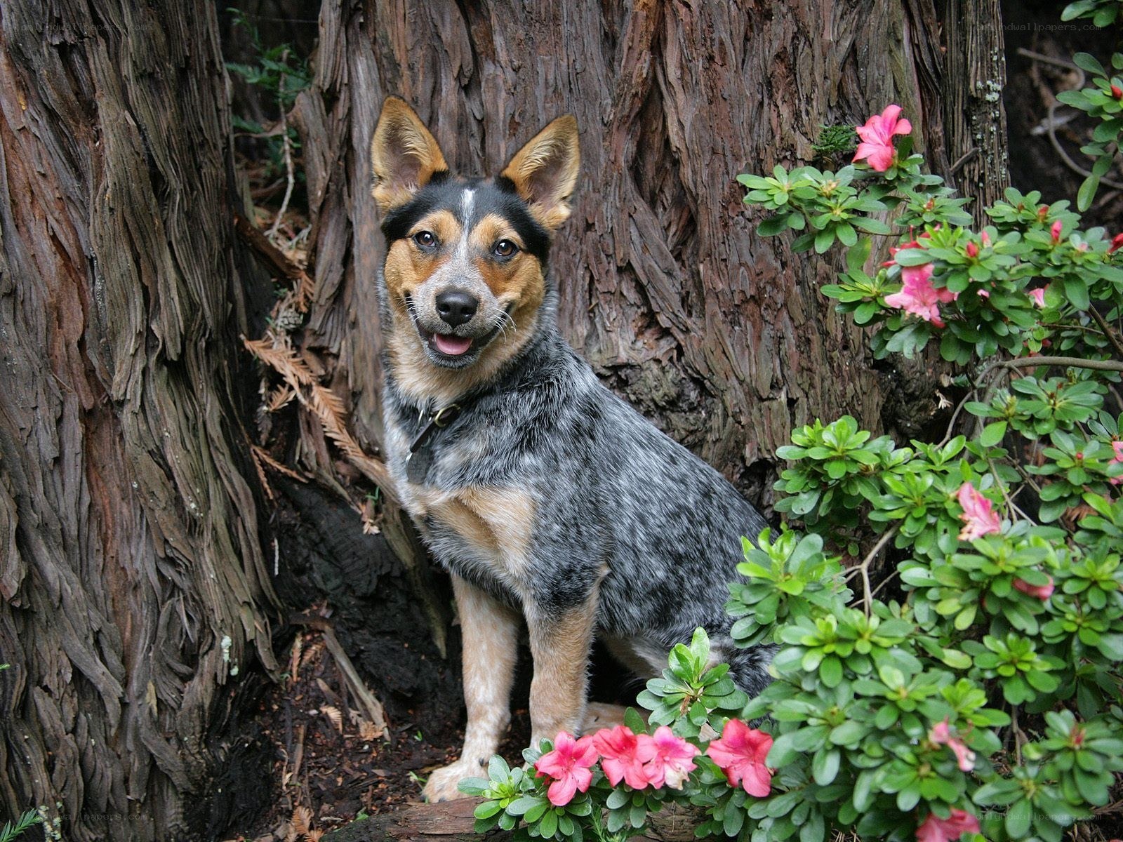 dog sitting by tree with flowers