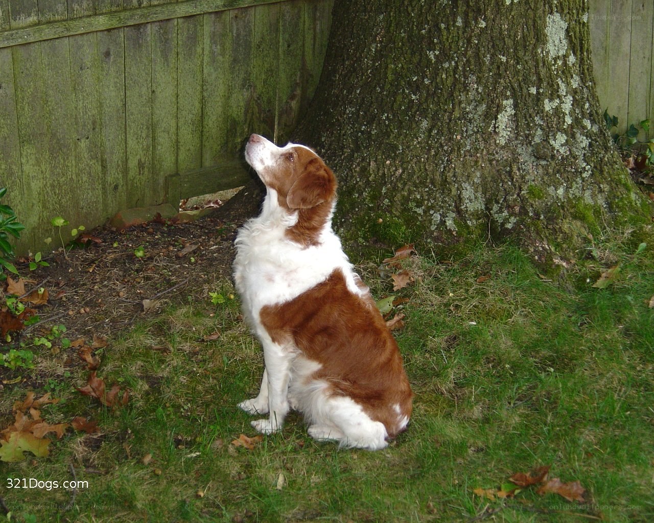 dog sitting by tree