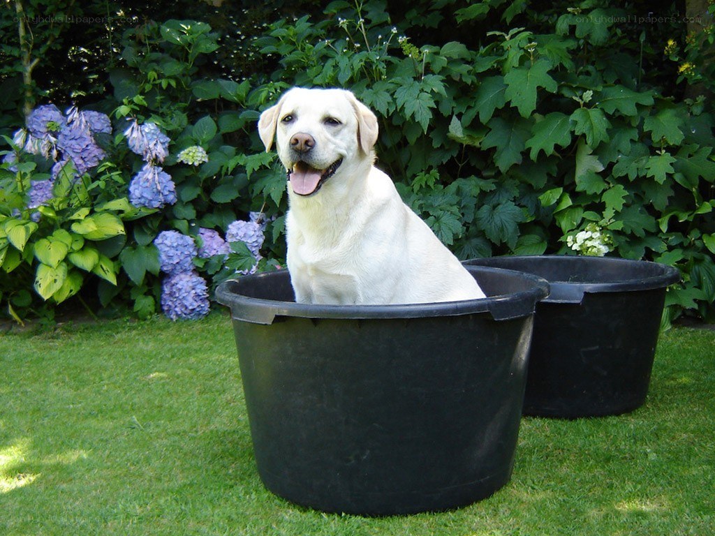 Dog sitting in a bucket