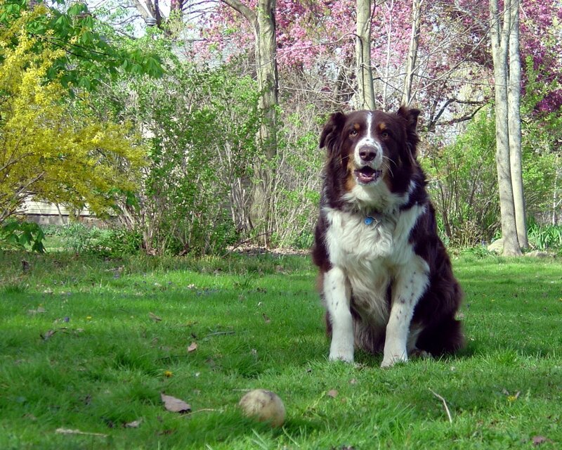 Dog sitting in a garden