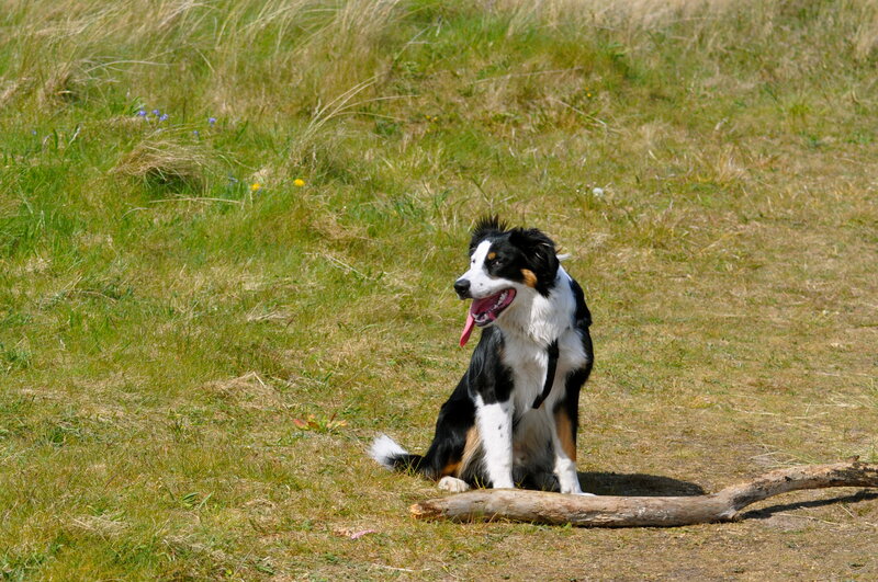 Dog sitting in a grassy field
