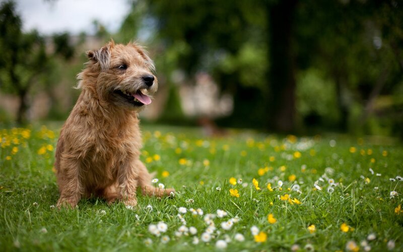dog sitting in a meadow