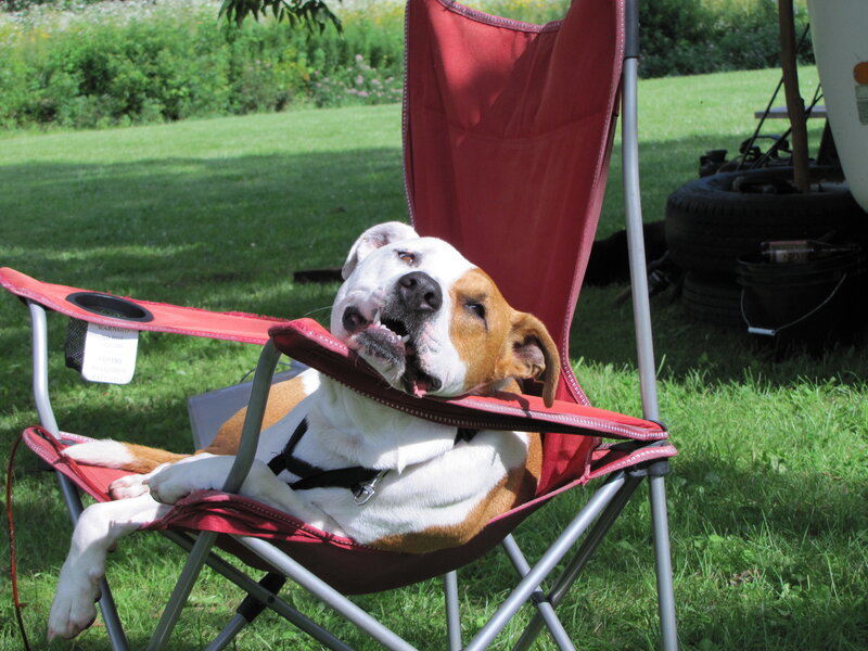 dog sitting in a red chair