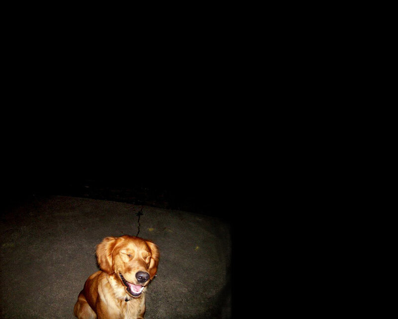 dog sitting in darkness