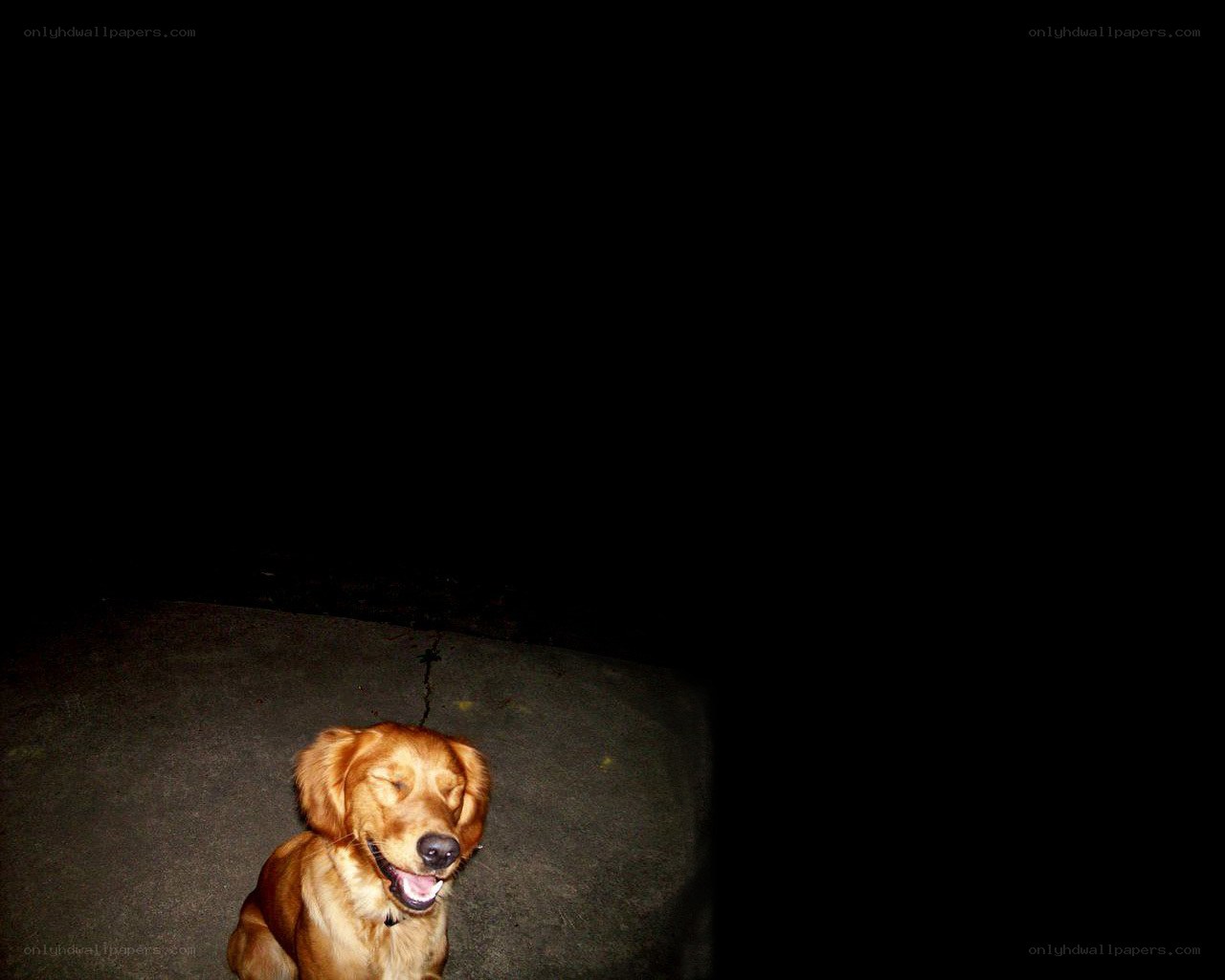 dog sitting in darkness