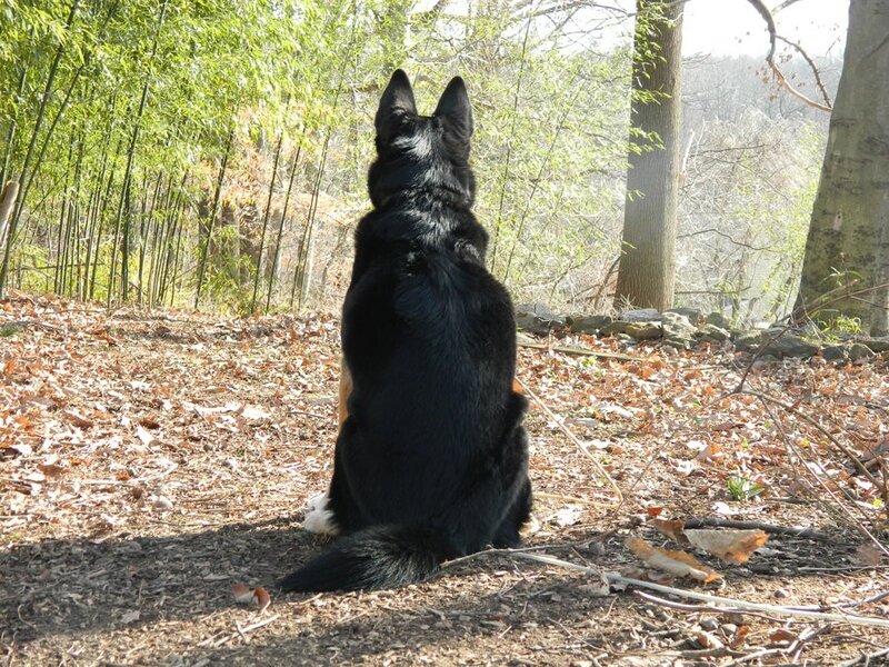 Dog sitting in forest