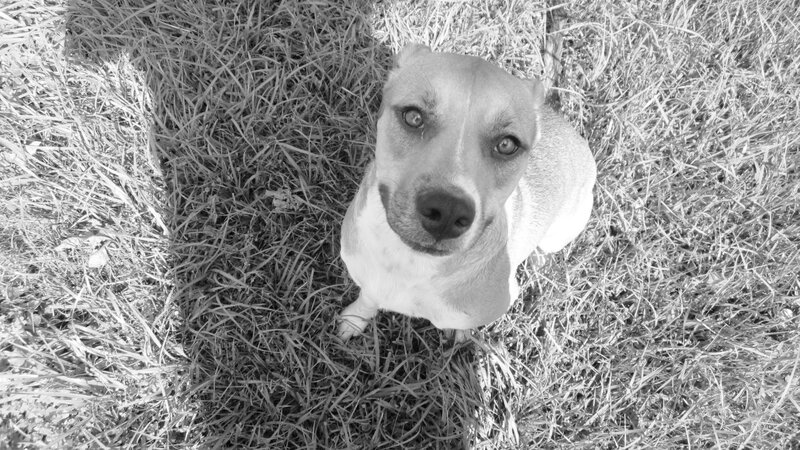 Dog Sitting in Grass — Black