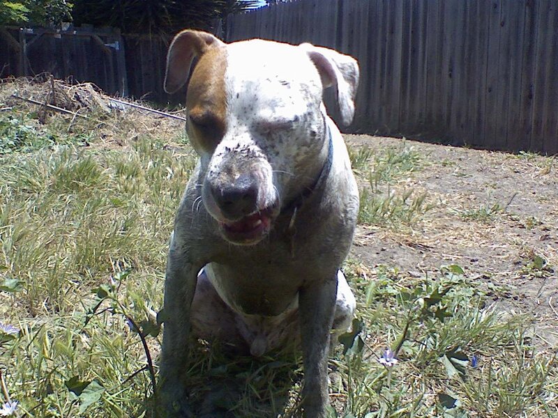 dog sitting in grass