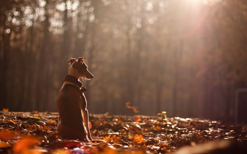 Dog Sitting in Leaves — Brown, Serene