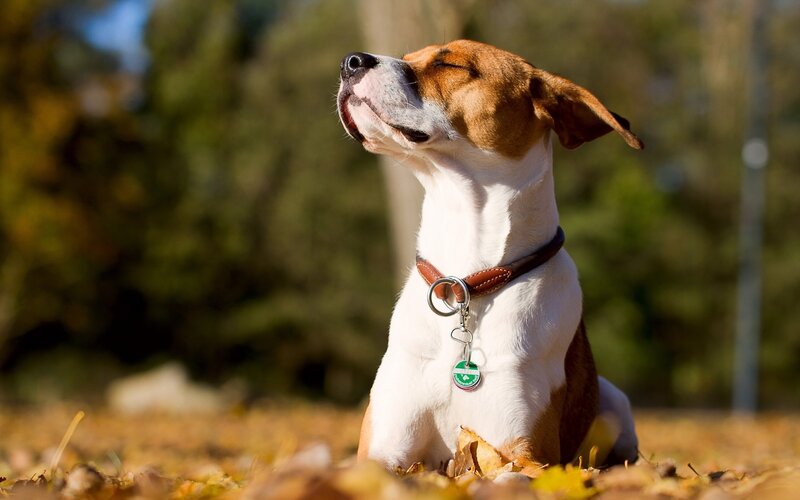 Dog Sitting in Leaves — Brown