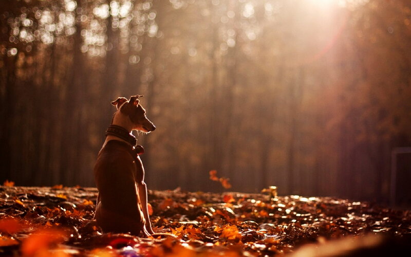 Dog Sitting in Leaves