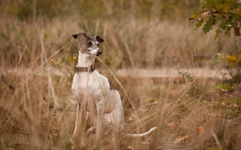 dog sitting in tall grass