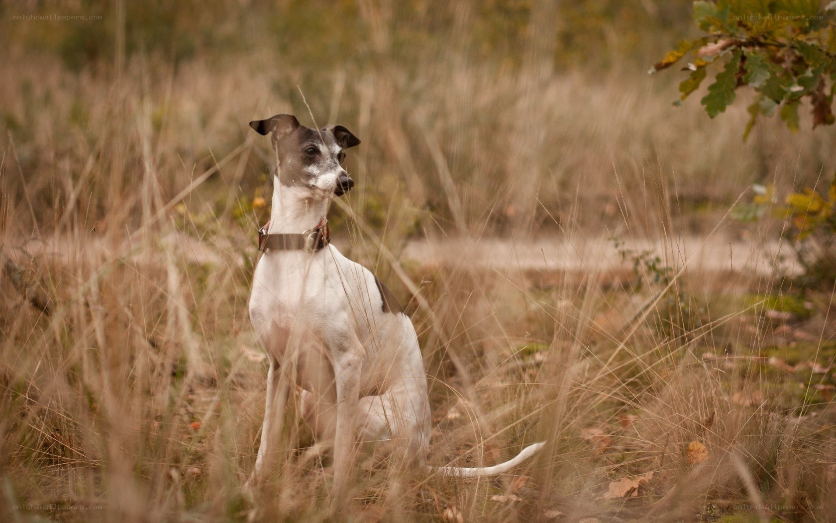 dog sitting in tall grass