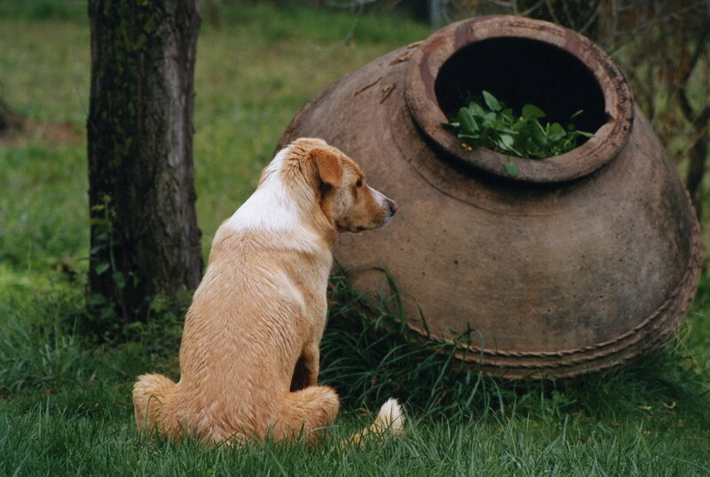 dog sitting near a large pot