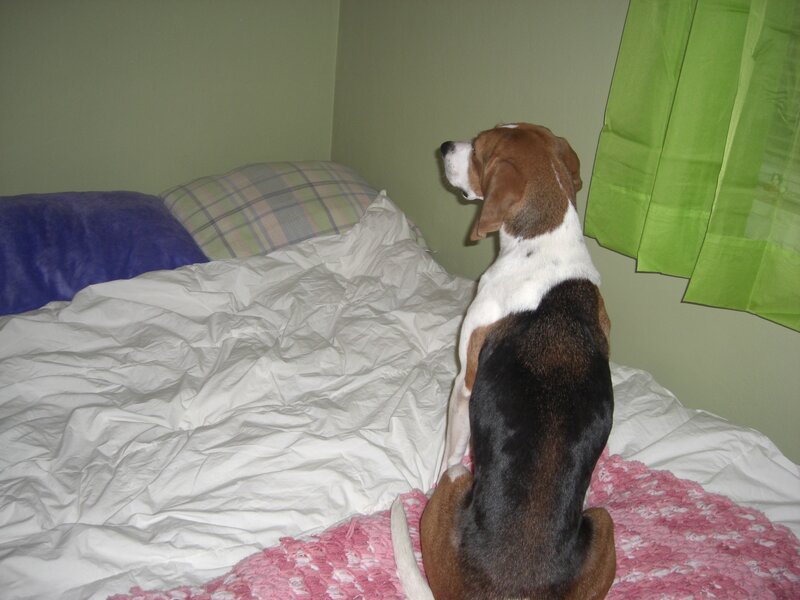 dog sitting on a bed