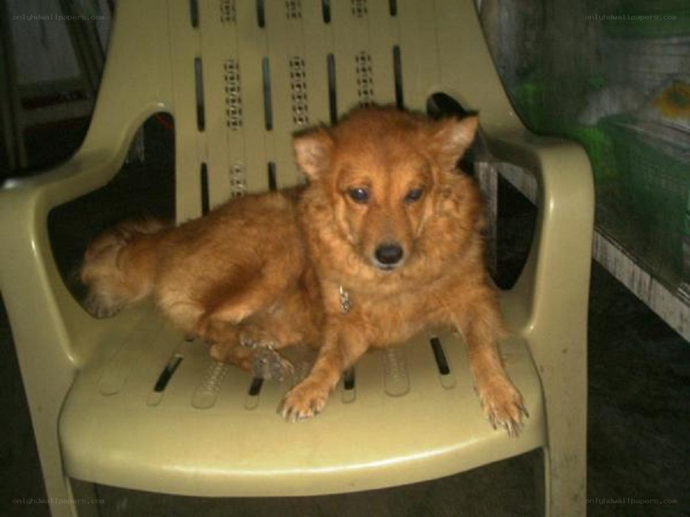 dog sitting on a chair