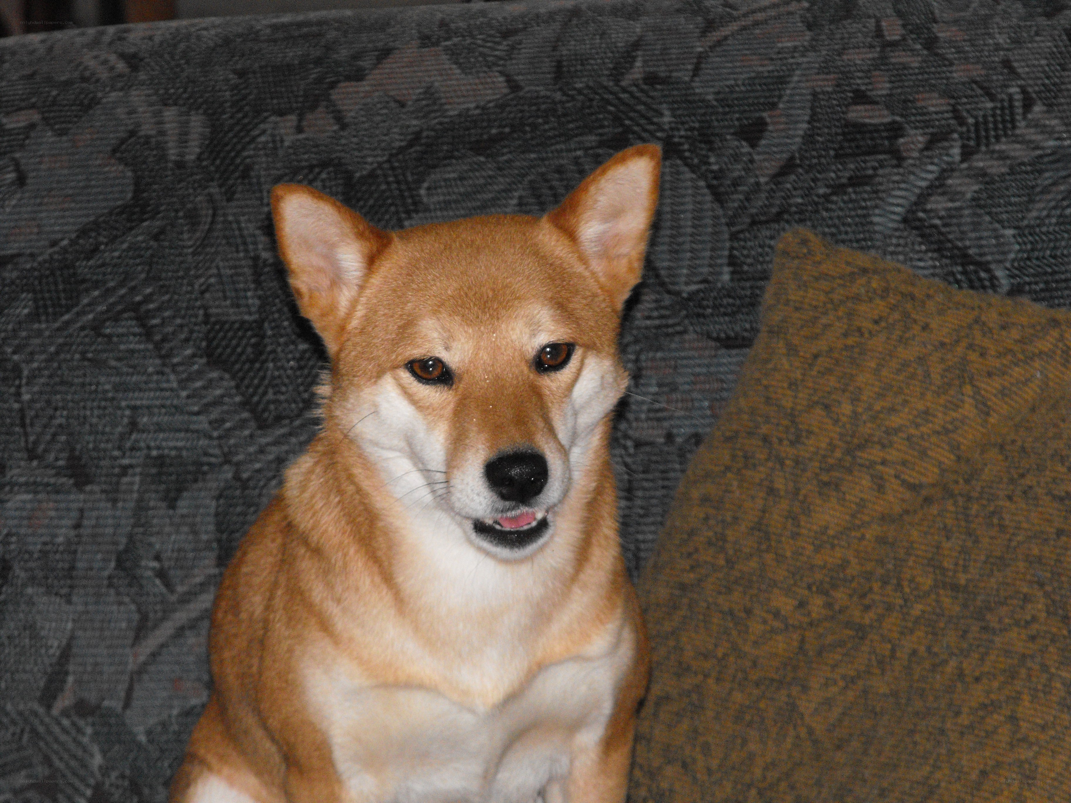 dog sitting on a couch