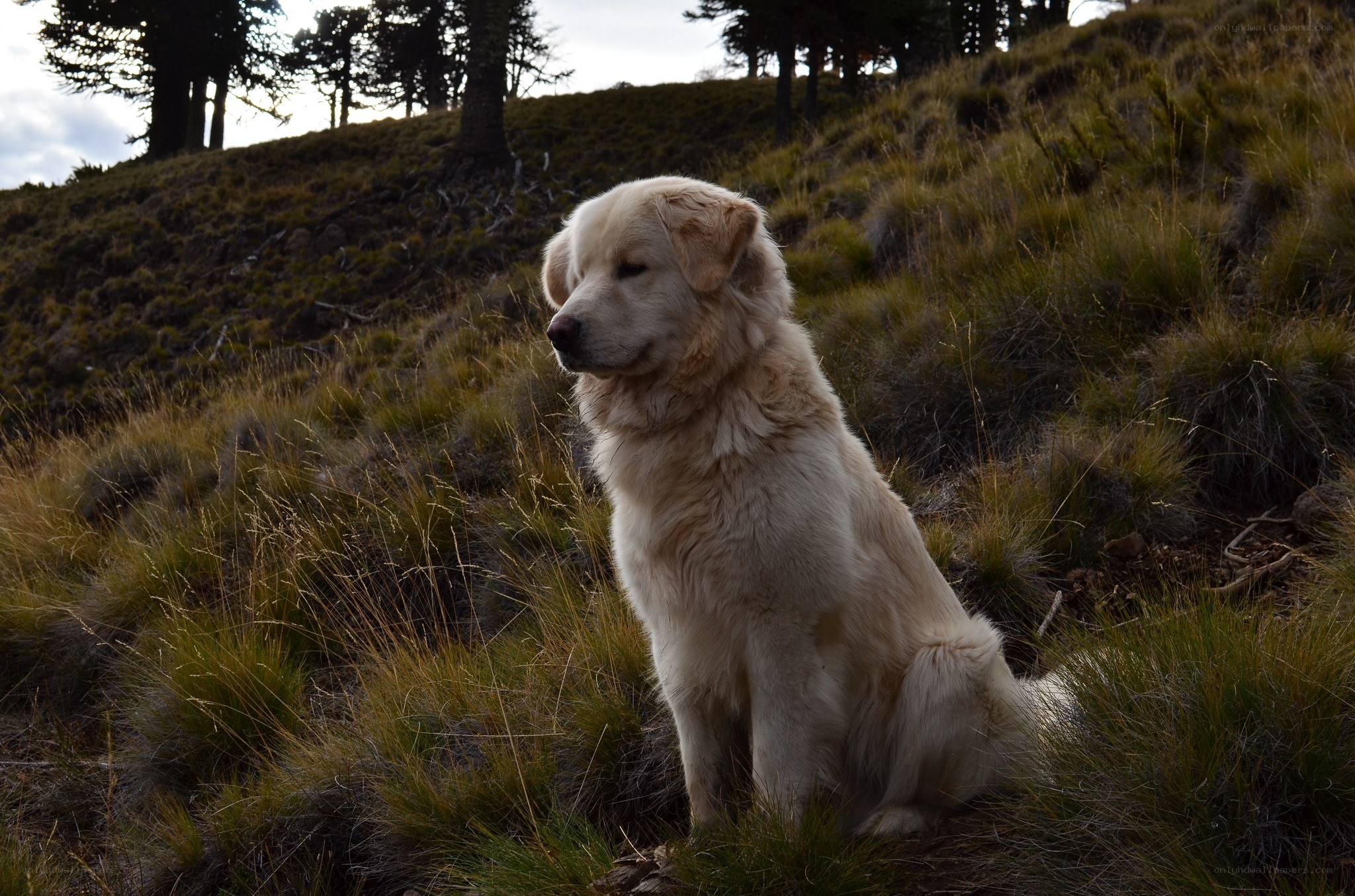 Dog sitting on a grassy hill