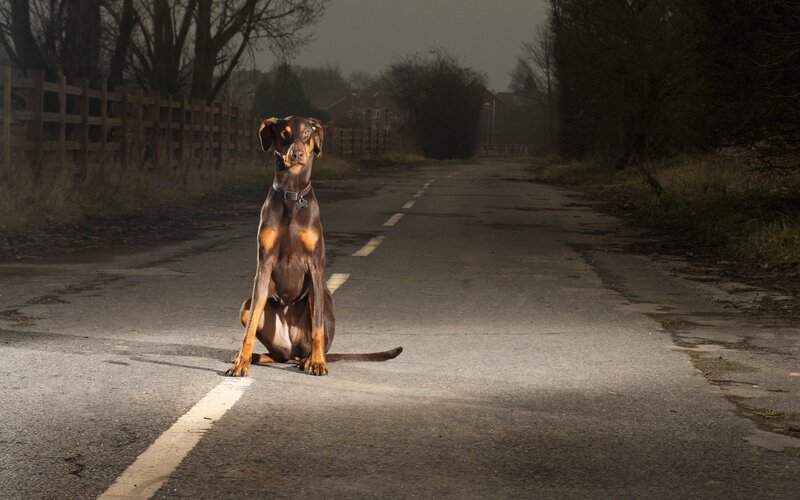 dog sitting on a road