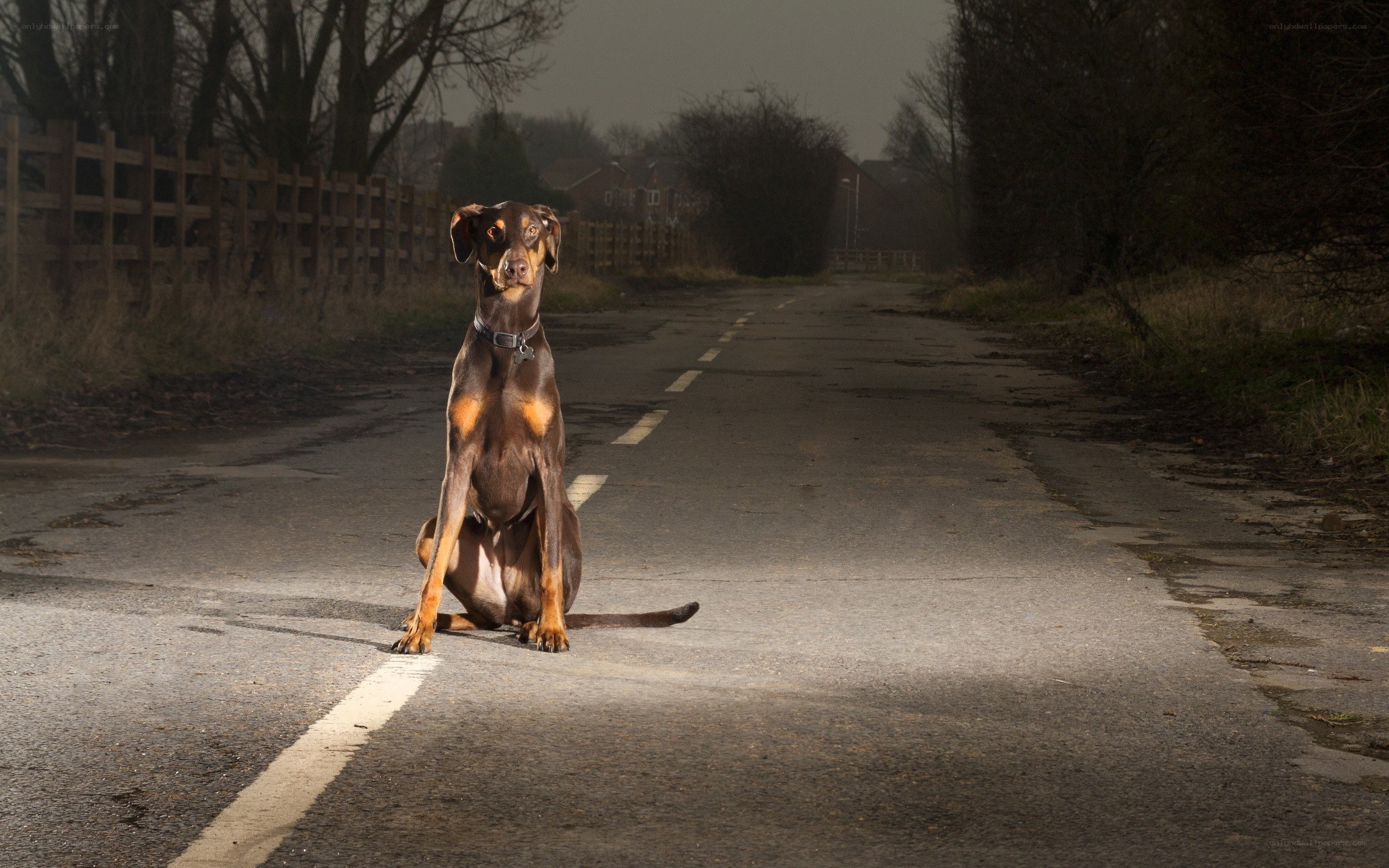 dog sitting on a road