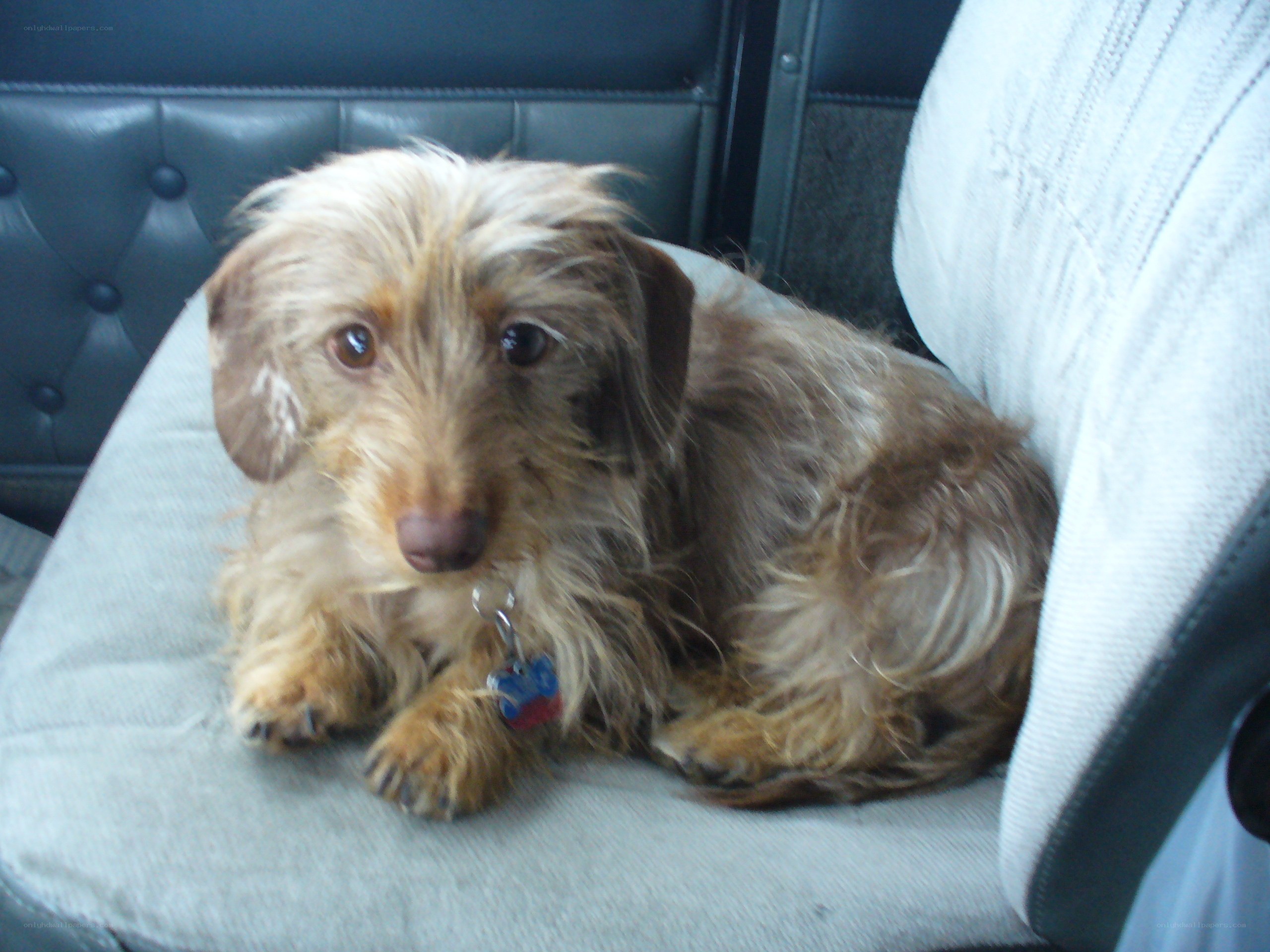 dog sitting on car seat