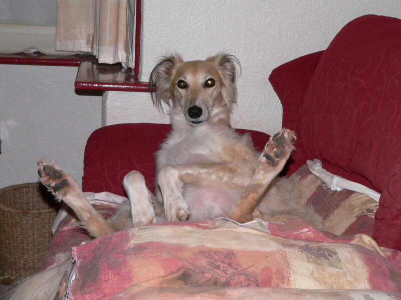 Dog Sitting on Couch