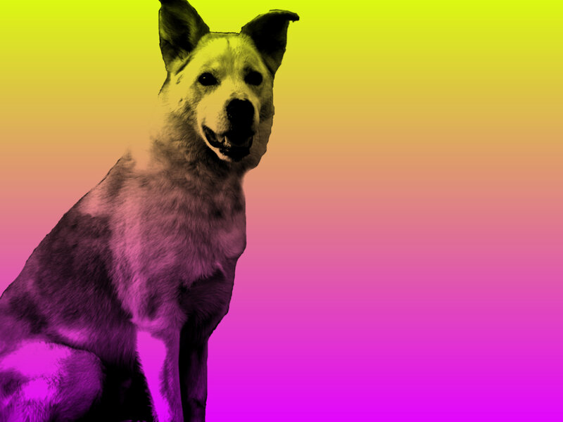 Dog Sitting on Gradient