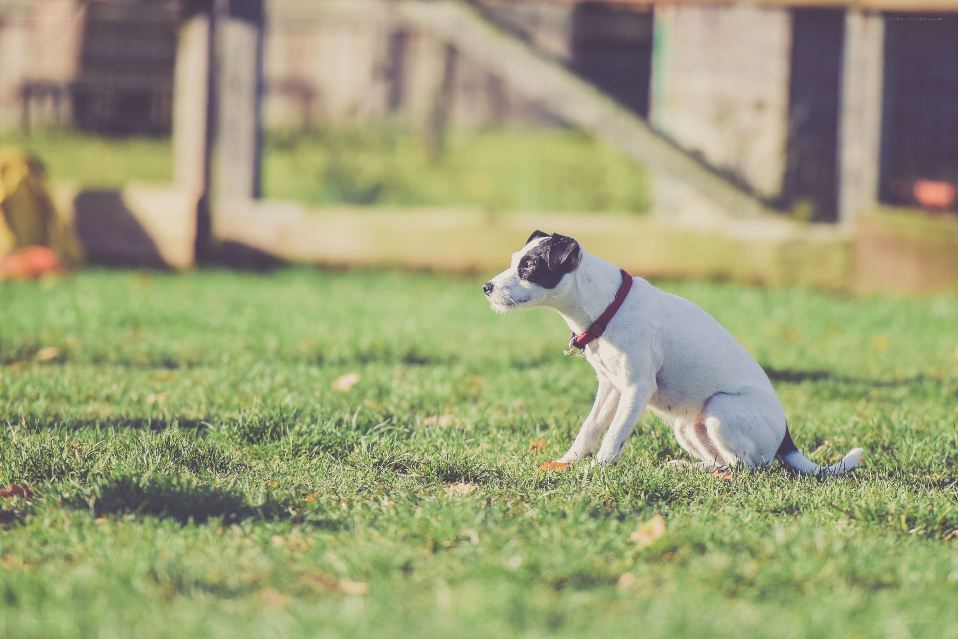 dog sitting on grass