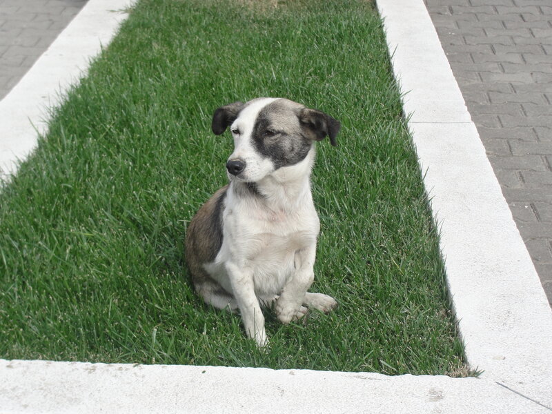 dog sitting on grass patch
