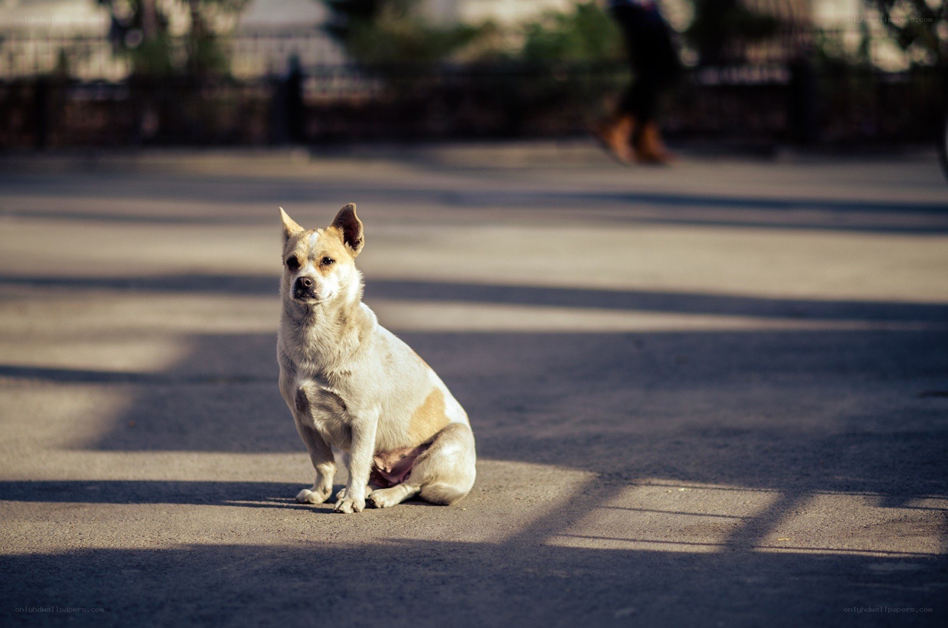 dog sitting on pavement