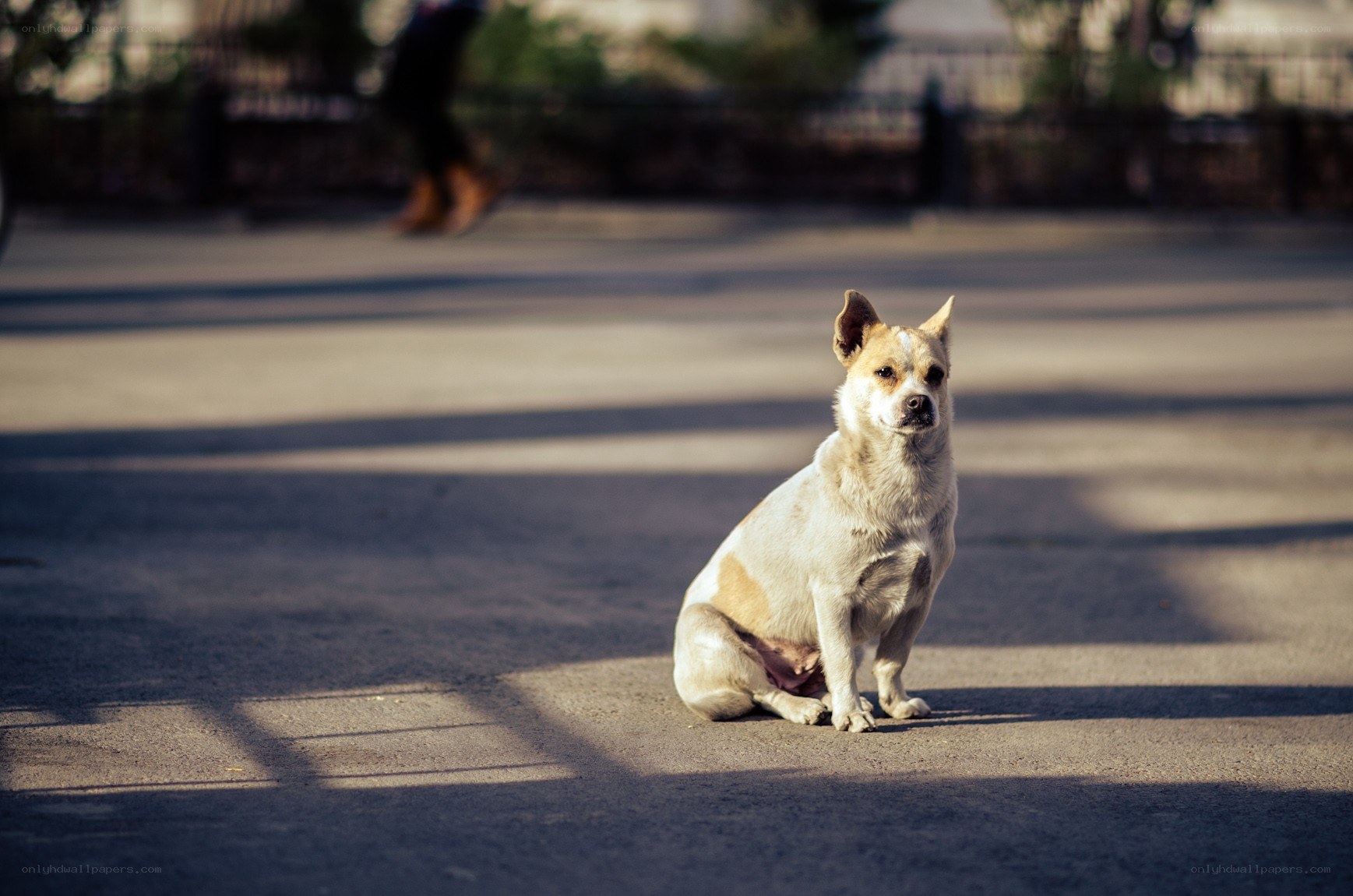dog sitting on pavement