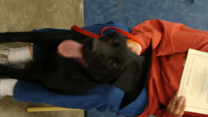 dog sitting on person's lap