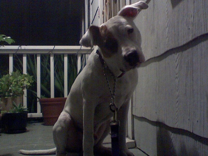 dog sitting on porch at night