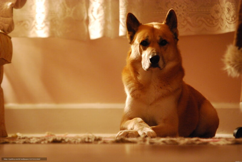 dog sitting on rug