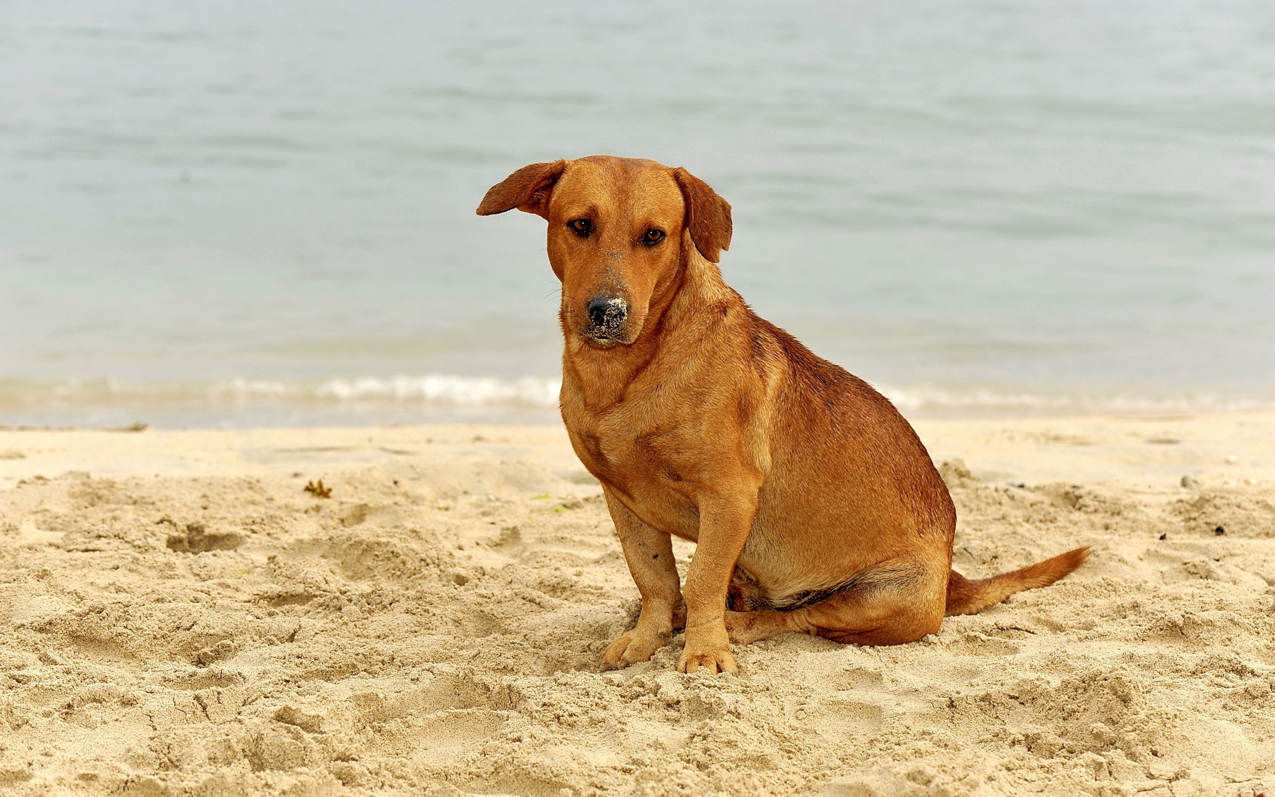 dog sitting on sandy beach