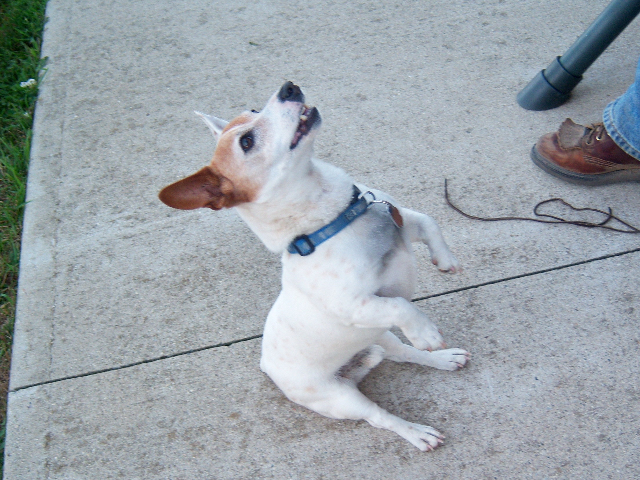 dog sitting on sidewalk