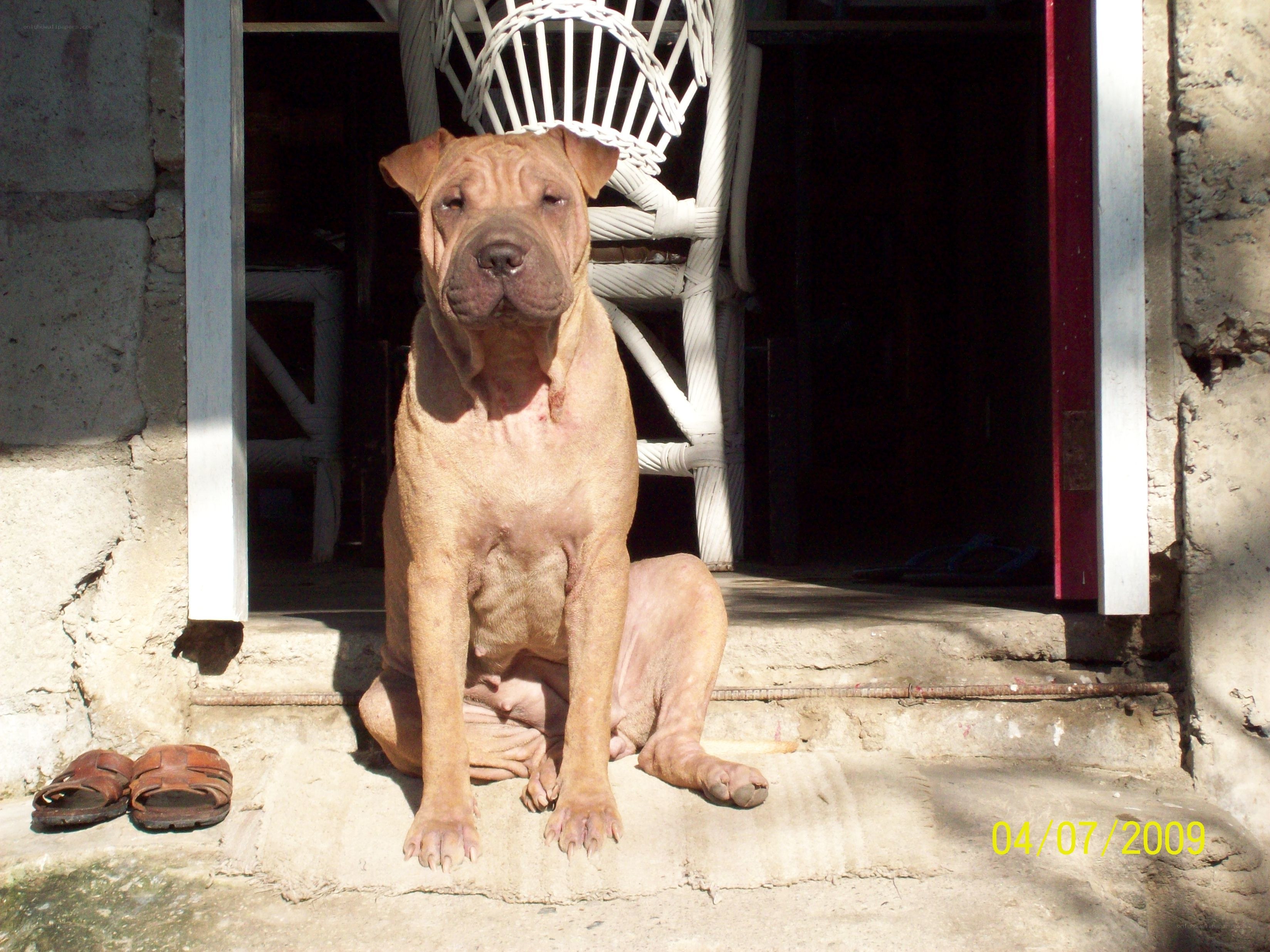 dog sitting on steps