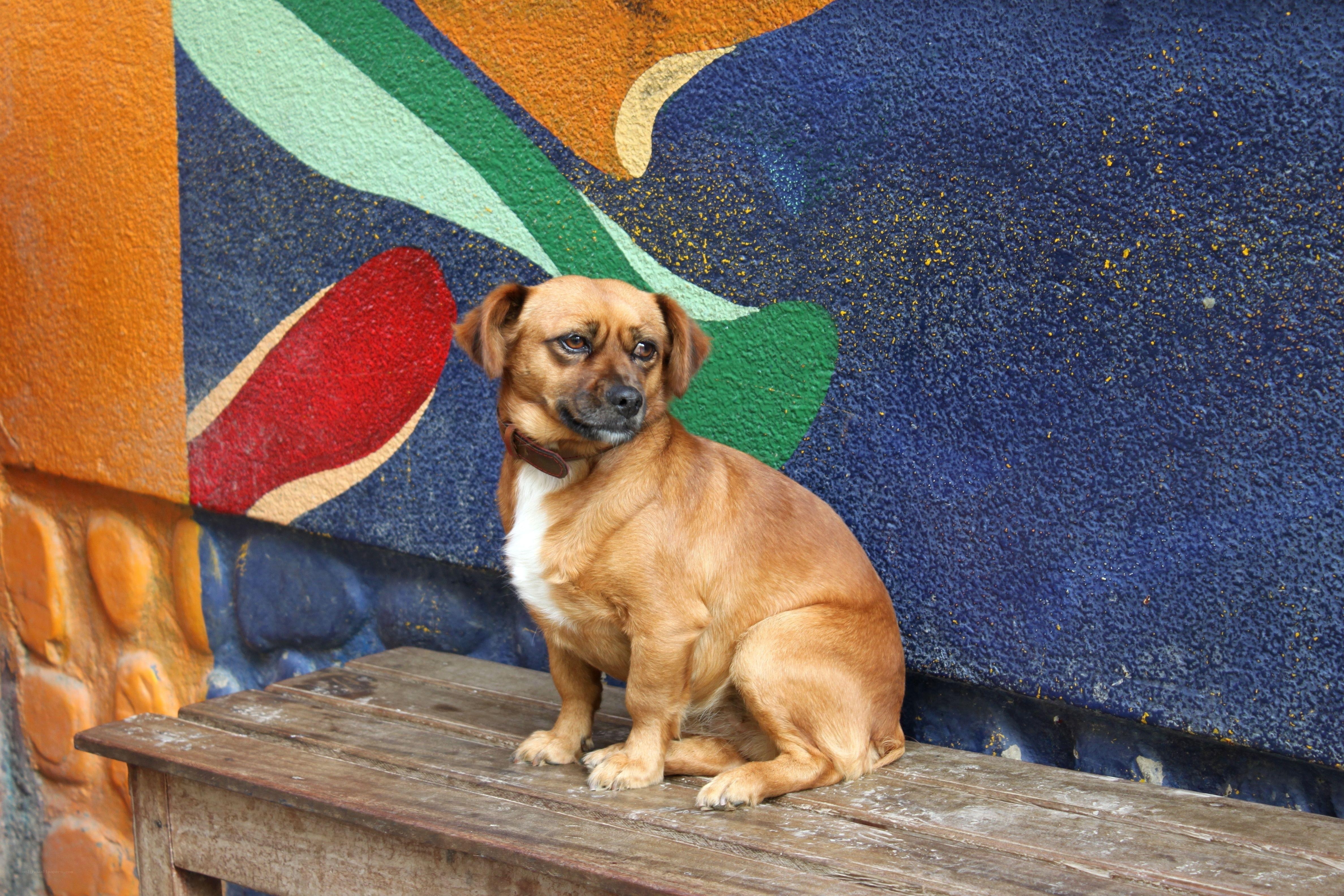 dog sitting on wooden bench