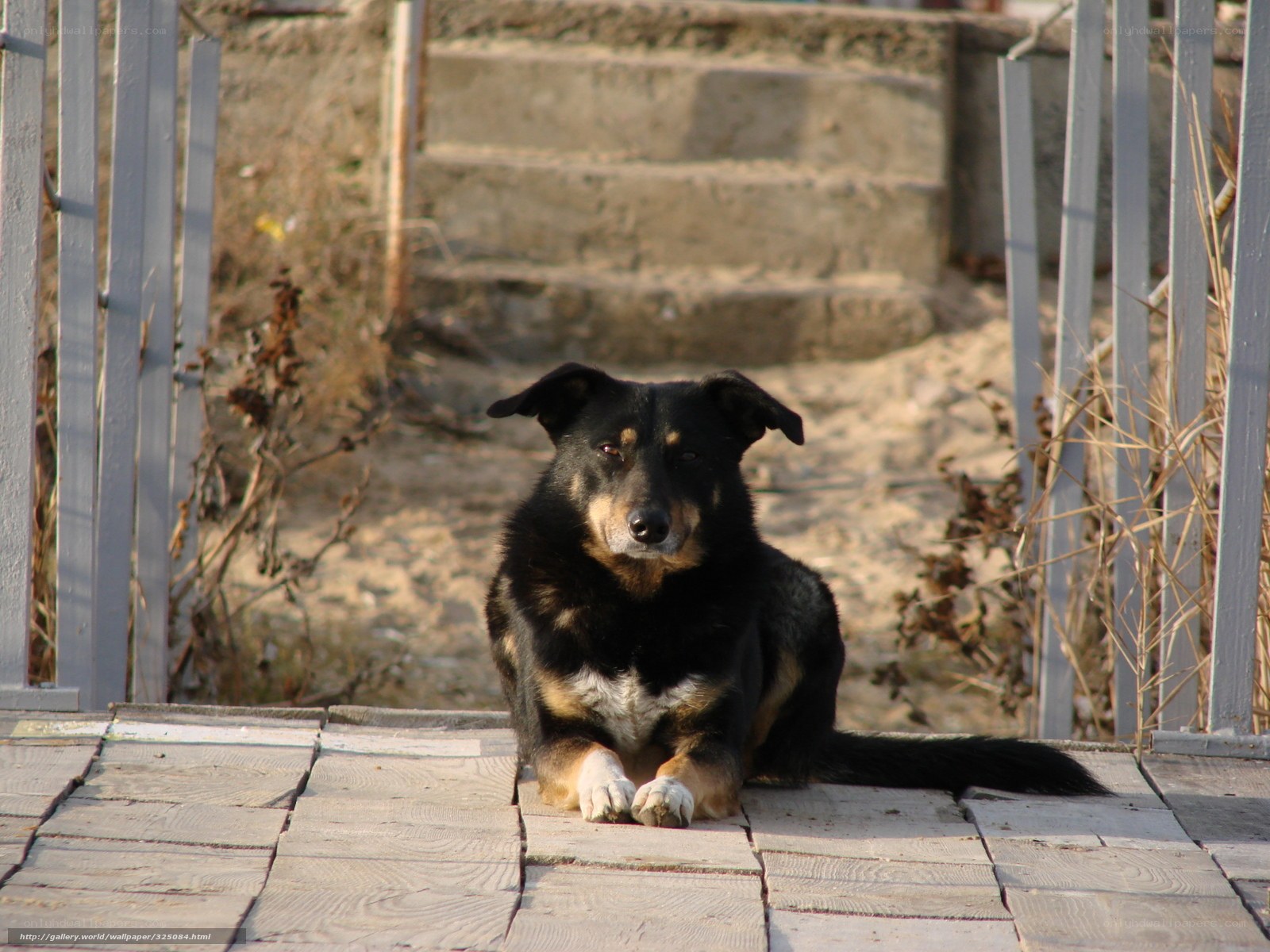 dog sitting on wooden deck