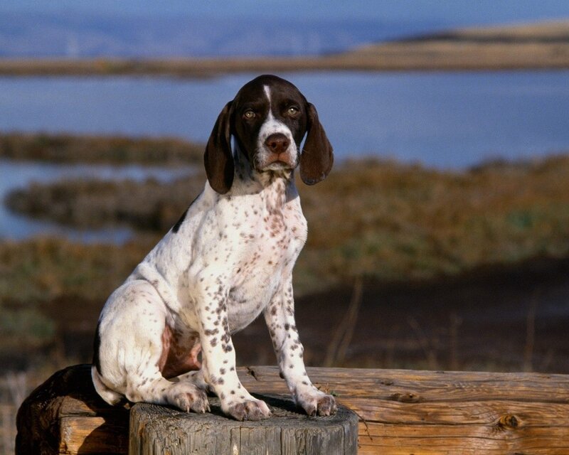 dog sitting on wooden post