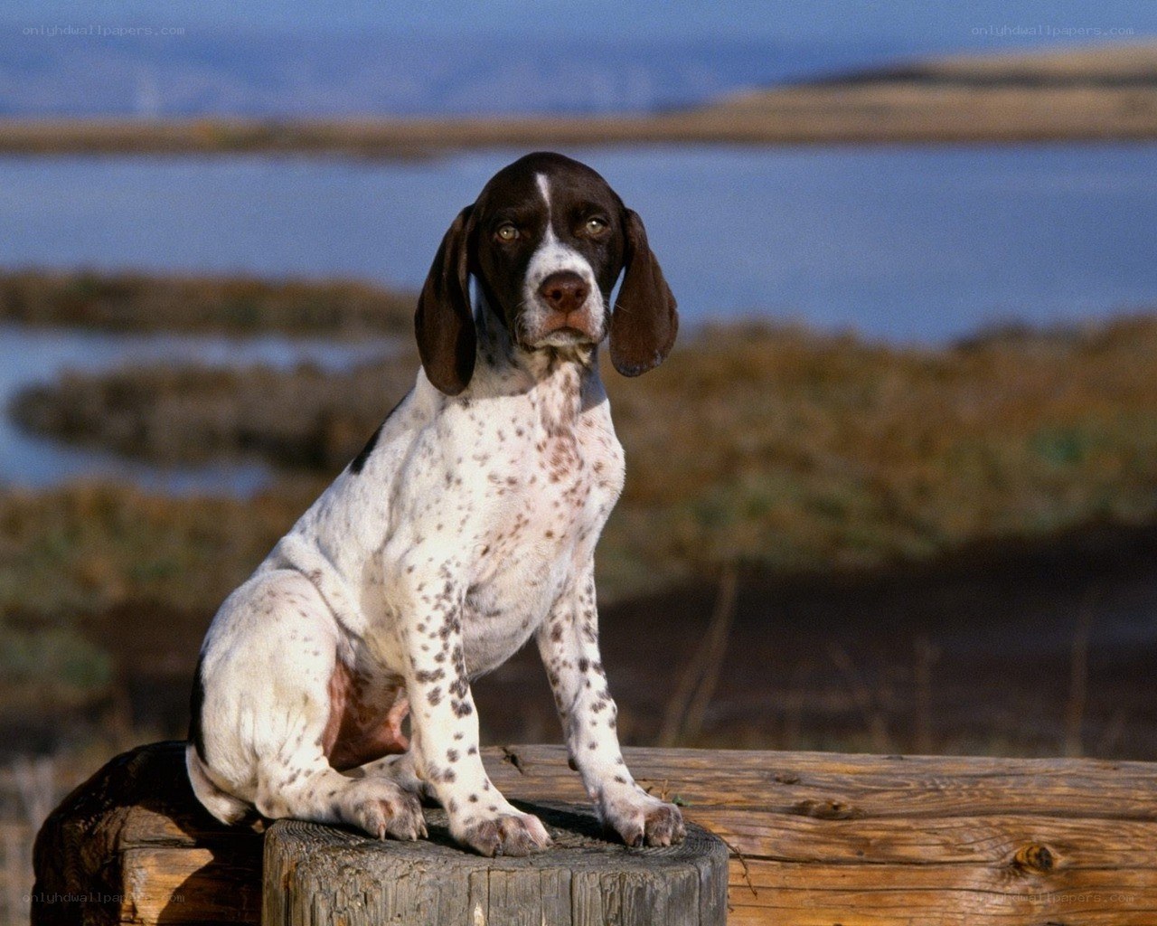 dog sitting on wooden post