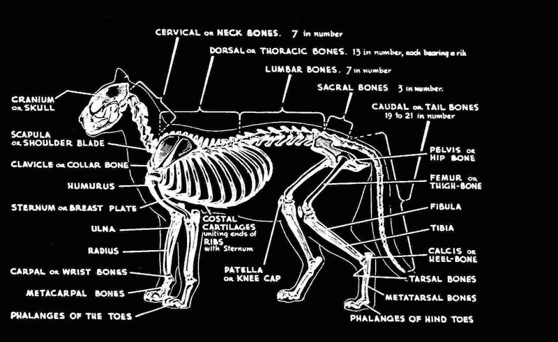dog skeleton anatomy diagram