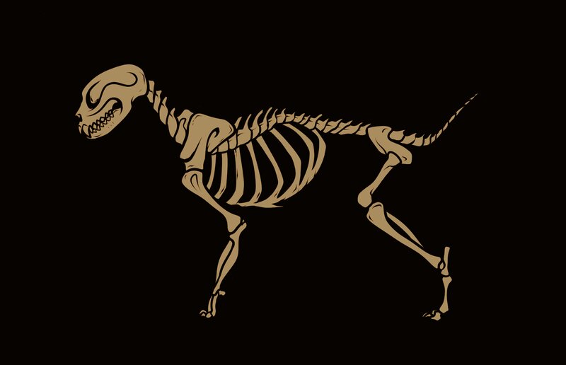 Dog Skeleton