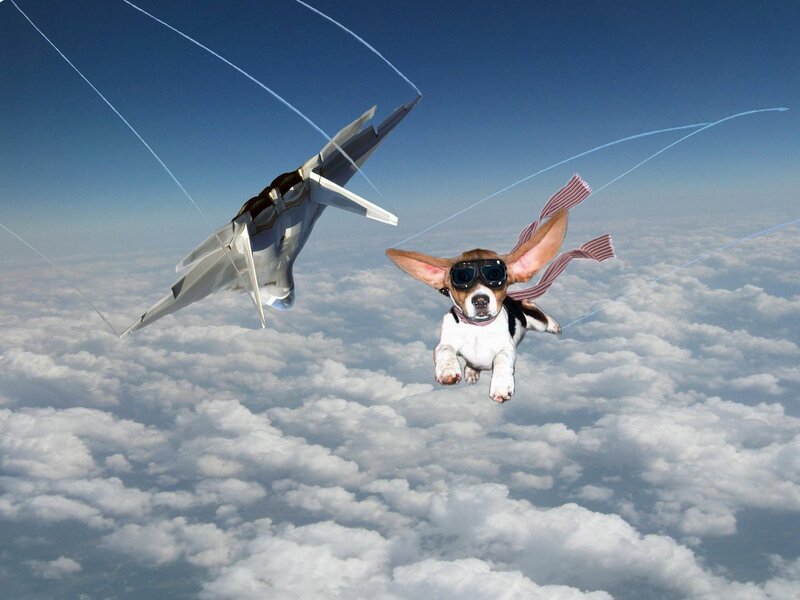dog skydiving with jet
