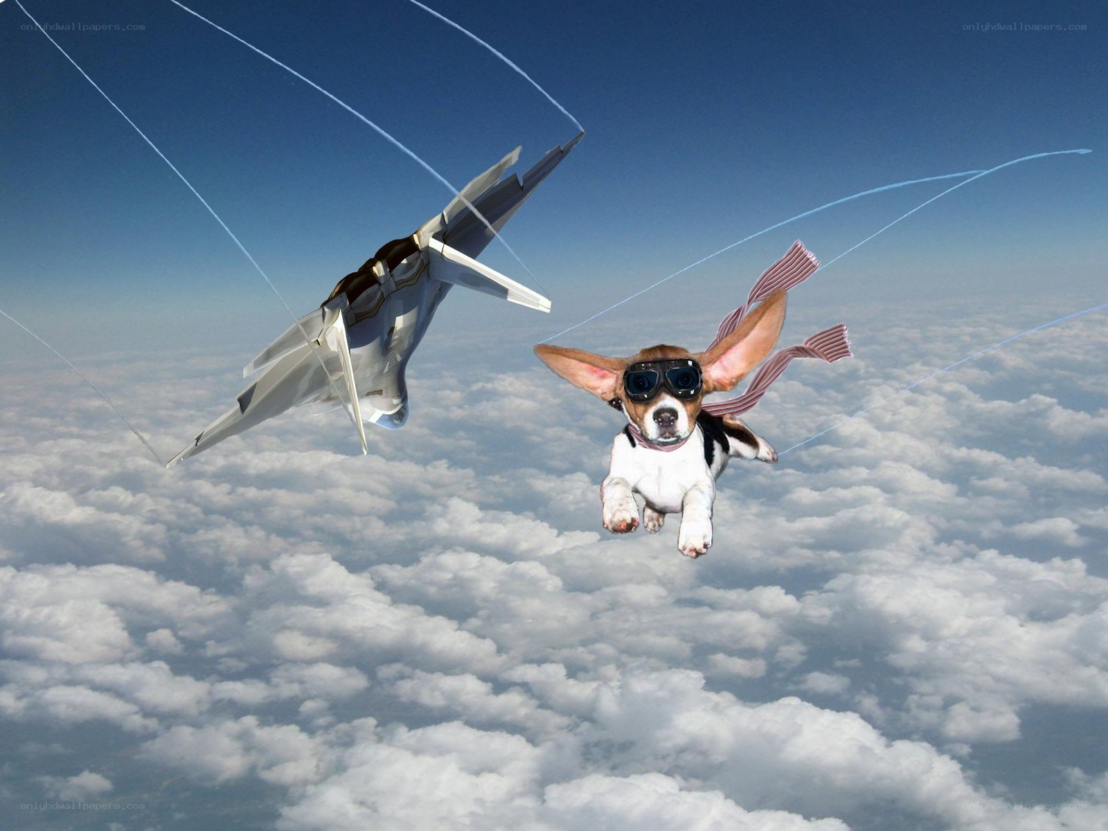 dog skydiving with jet