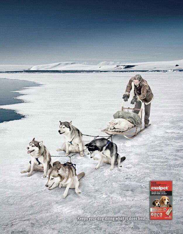 dog sled ad in snowy landscape