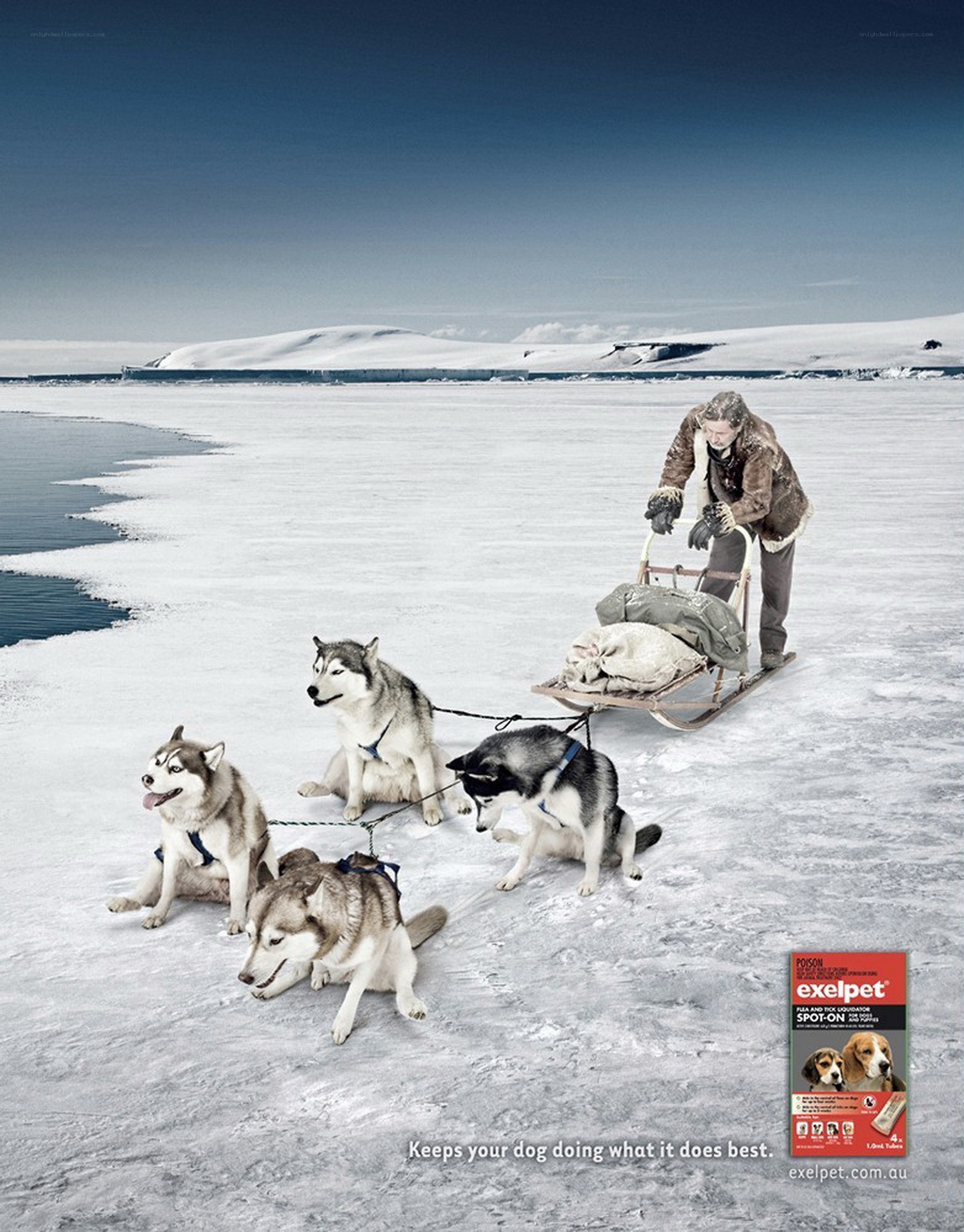 dog sled ad in snowy landscape