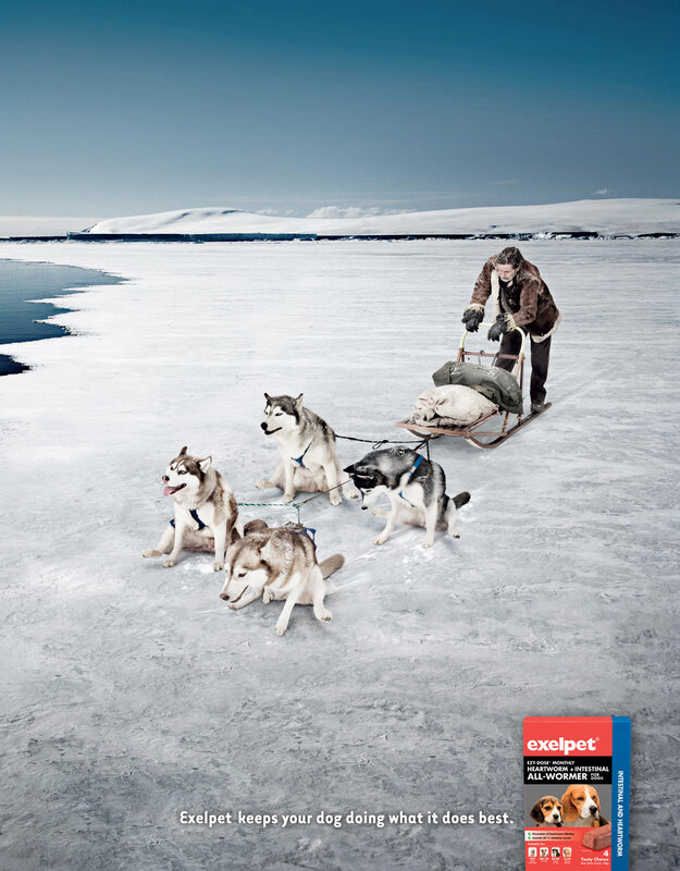 dog sled in snowy landscape
